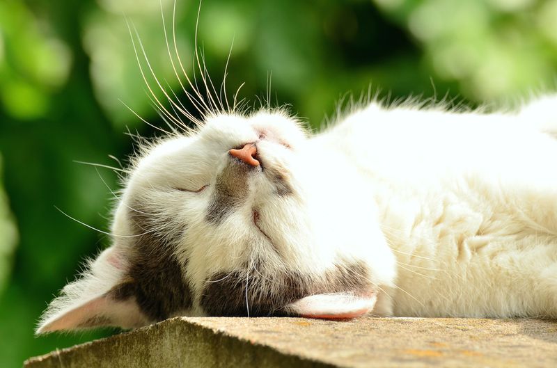 Deine Katze Frisst Ihren Napf Nicht Leer