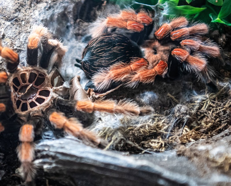 Keine Sorge, das Video der Vogelspinne ist alles andere als eklig – es ist vielmehr erstaunlich interessant.