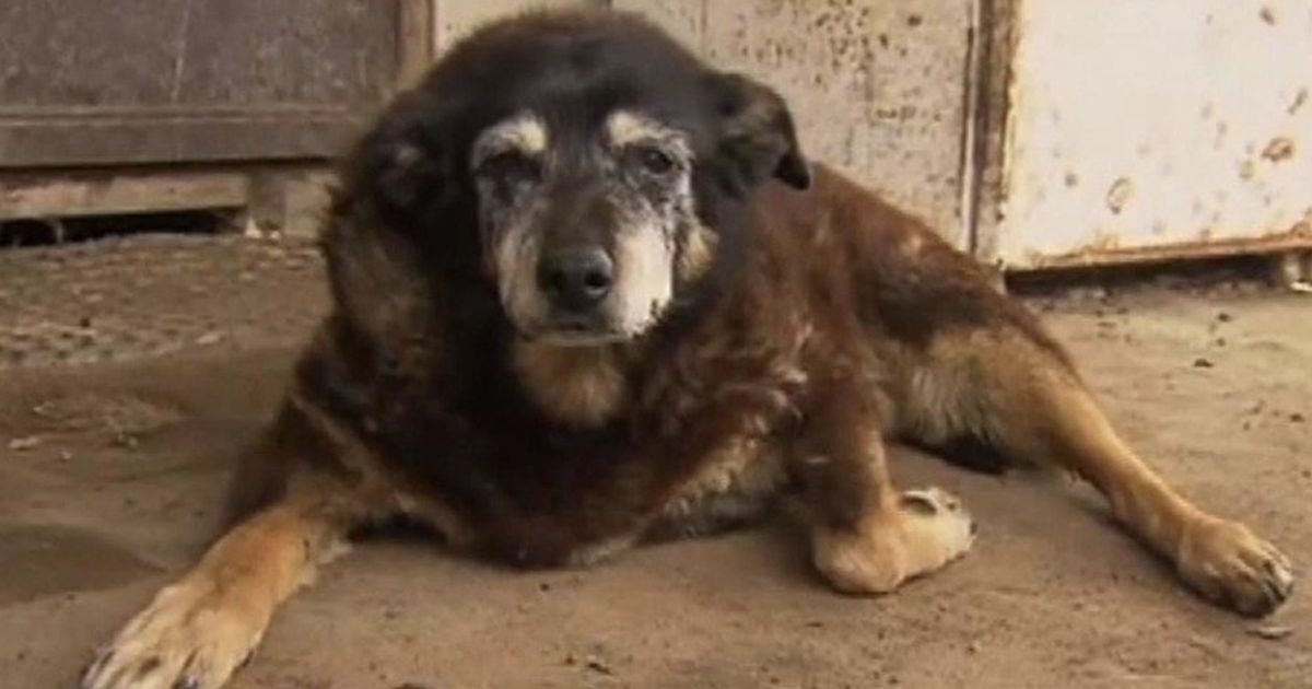 Das ist der wohl älteste Hund der Welt