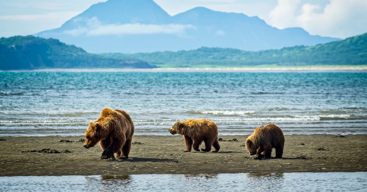 Diese Bären-Mama spielt Wassertaxi für ihre beiden Babys!