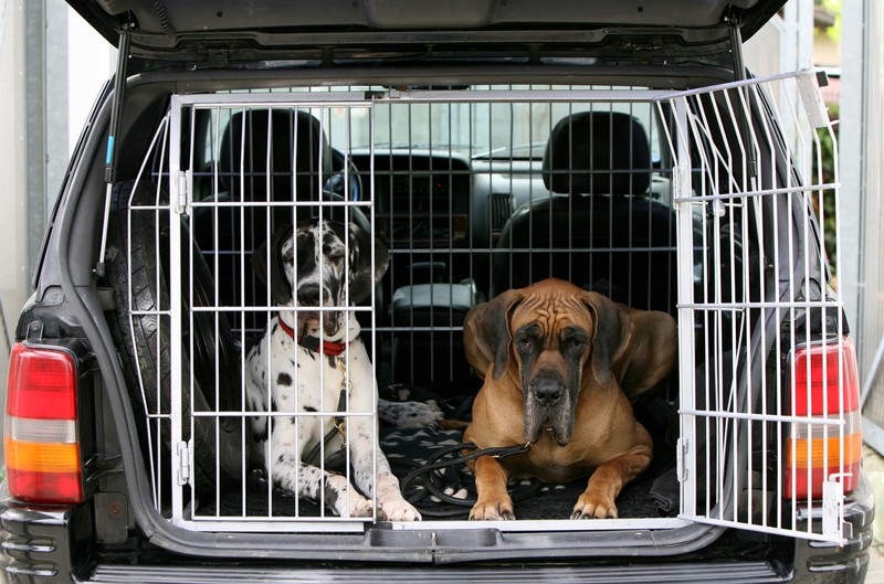 Es gibt extra Gitter oder Käfige für den Kofferraum.