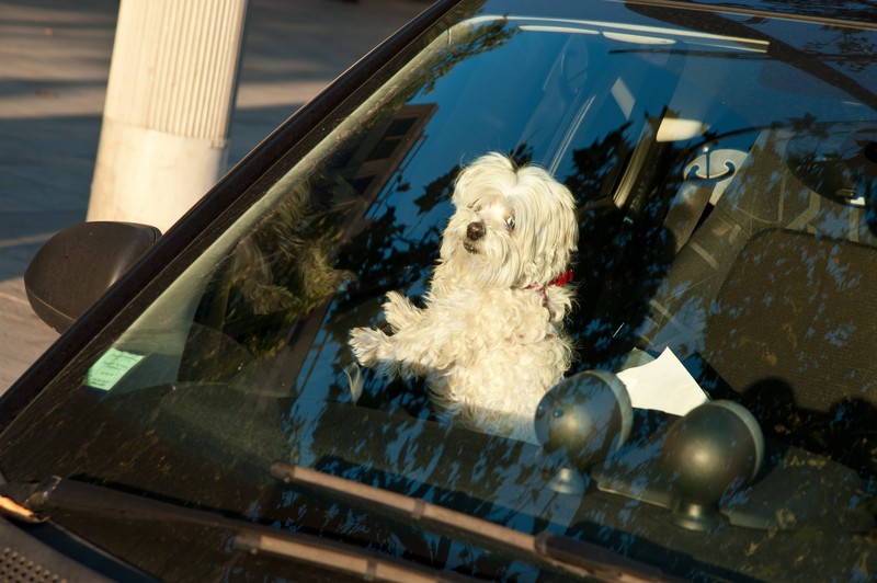 Wie sollte man Hunde und Katzen am besten im Auto transportieren?