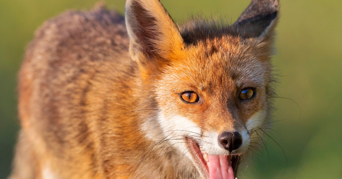 Hast du schon mal den Schrei eines Fuchses gehört?