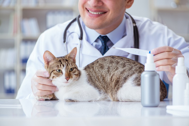 Wie klappt das Fiebermessen bei deiner Katze problemlos.