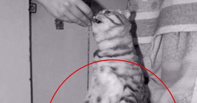 So habt ihr diese Tiere garantiert noch nicht gesehen