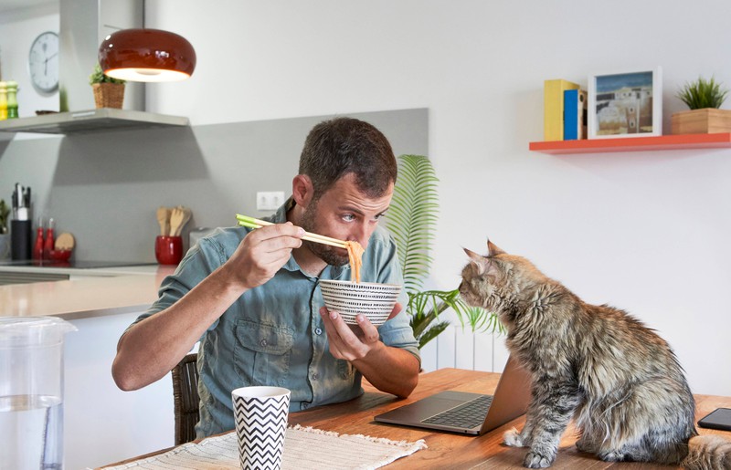 5 Gerichte, die du machen kannst, wenn deine Katze nicht frisst