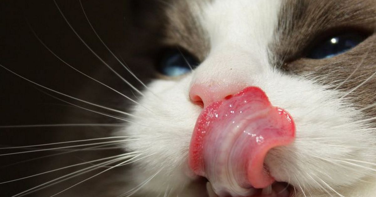 Deine Katze will nicht fressen?