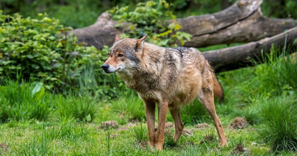 In Niedersachsen und Sachsen sind Wölfe gesichtet worden!