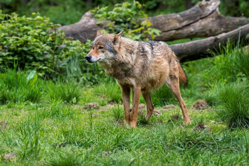 In Niedersachsen und Sachsen sind Wölfe gesichtet worden!