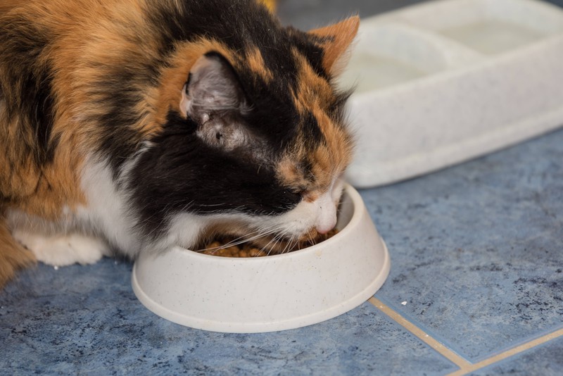 Manche Katze scharren im Essen herum