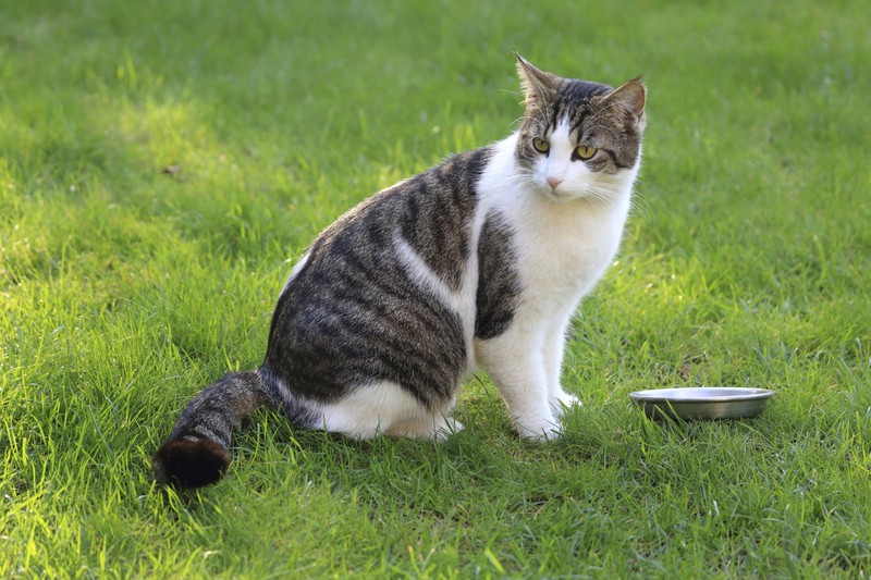 Wenn deine Katze ihr Essen kaum angerührt hat, schmeckt ihr das Essen vielleicht nicht oder ist bereits verdorben.