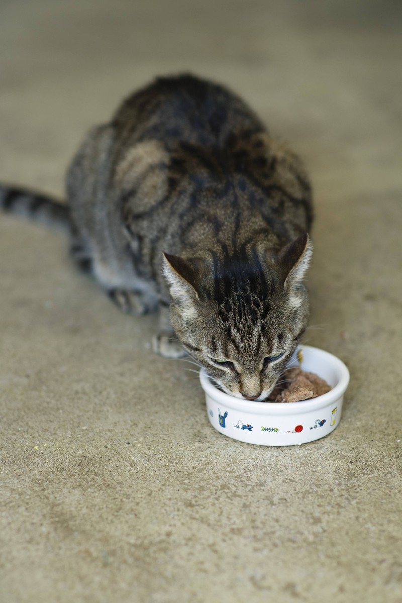 Wenn deine Katze ihren Bereich säubern möchte, scharrt sie eventuell im Essen