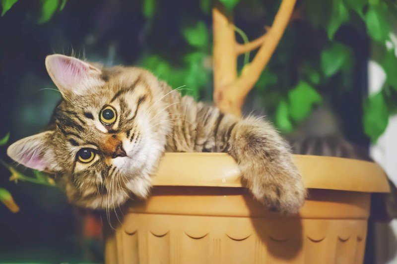 Wenn deine Katze um ihr Futter scharrt, kann es sein, dass du mit ihr zum Tierarzt musst