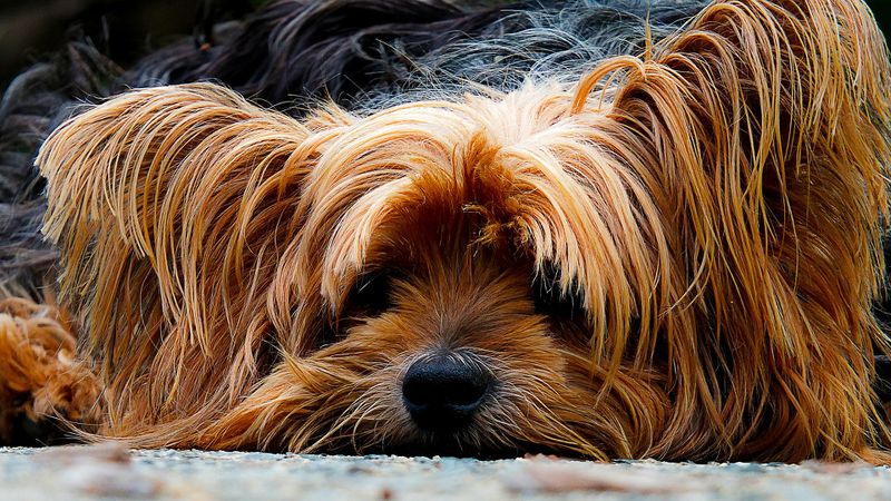 Sie ist der letzte Hund, der aus dem Tierheim verschwinden soll