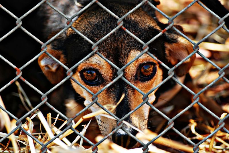 Sie ist der letzte Hund, der aus dem Tierheim verschwinden soll