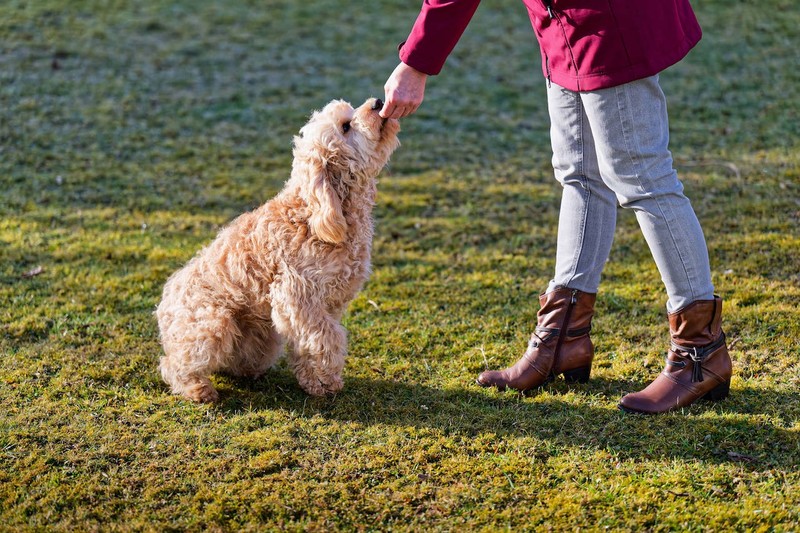 Du kannst das Vertrauen von Hunden neu aufbauen.