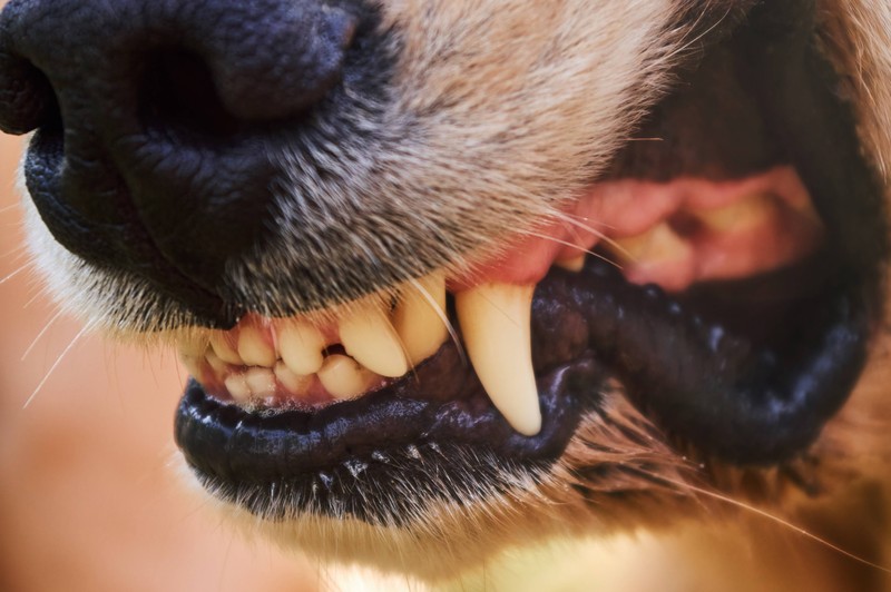 Es kann vorkommen, dass mehrere Hunde aufeinandertreffen.