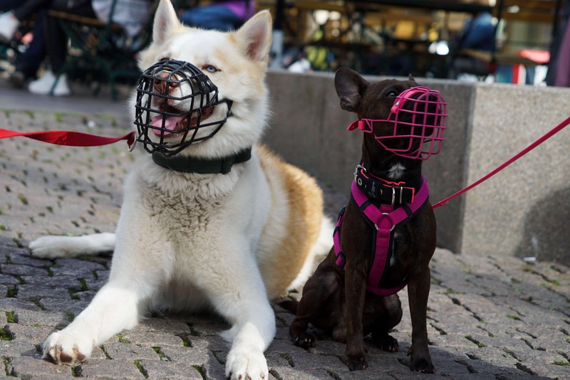 Grund für Aggression bei Hunden können schlechte Erfahrungen sein.