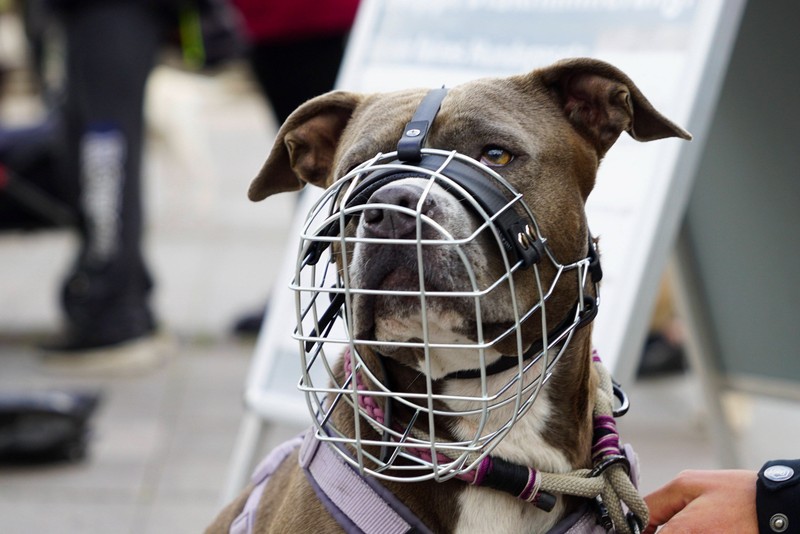 Manche Hunde haben Probleme mit Aggression.