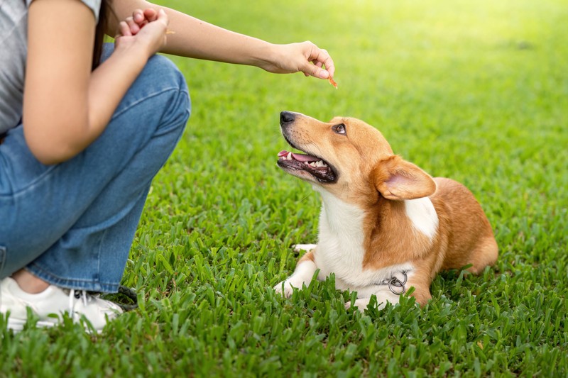 Struktur kann deinem Hund helfen.