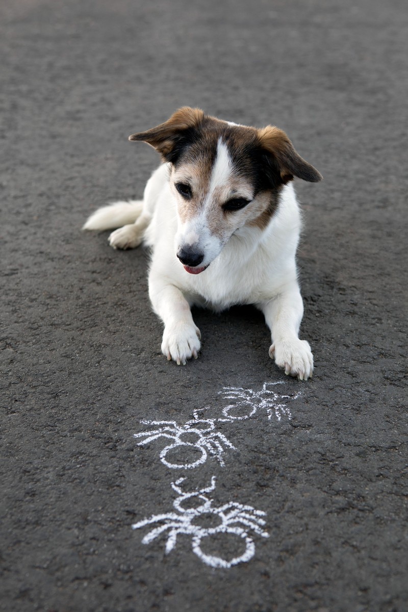 Wieso verhält sich dein Hund überhaupt so?