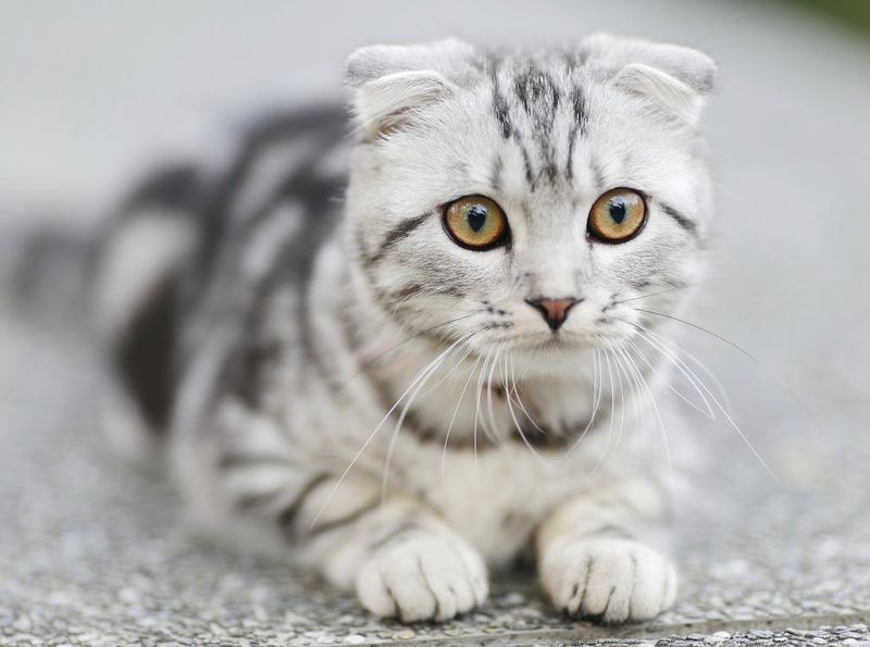 Wenn sich deine Katze so benimmt, solltest du aufpassen!
