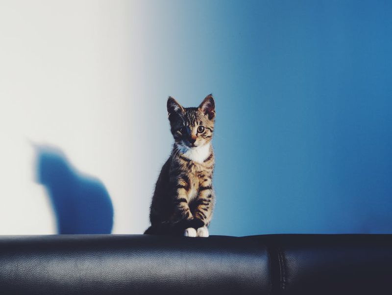 Wenn sich deine Katze so benimmt, solltest du aufpassen!