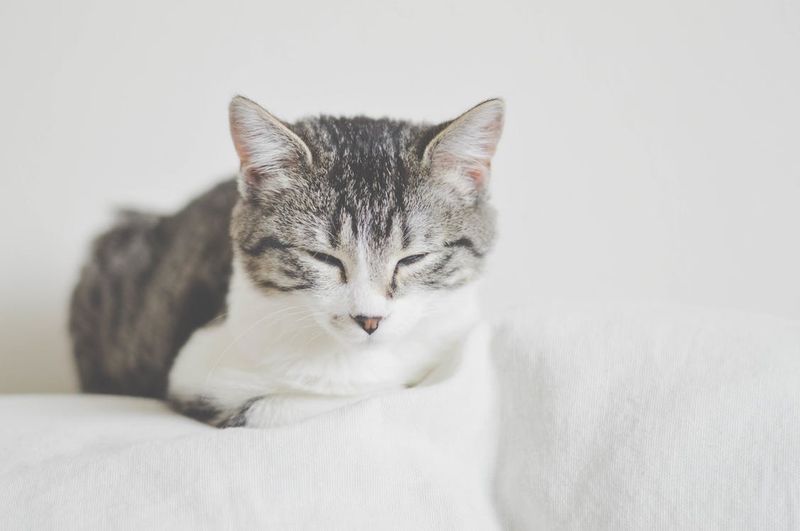 Wenn sich deine Katze so benimmt, solltest du aufpassen!