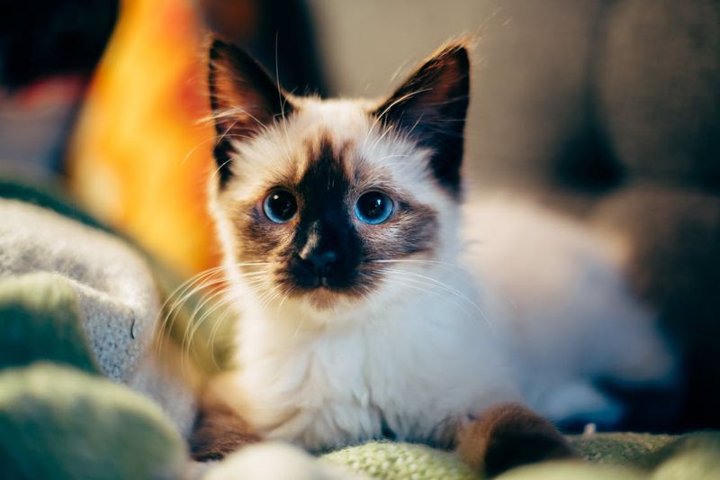Wenn sich deine Katze so benimmt, solltest du aufpassen!