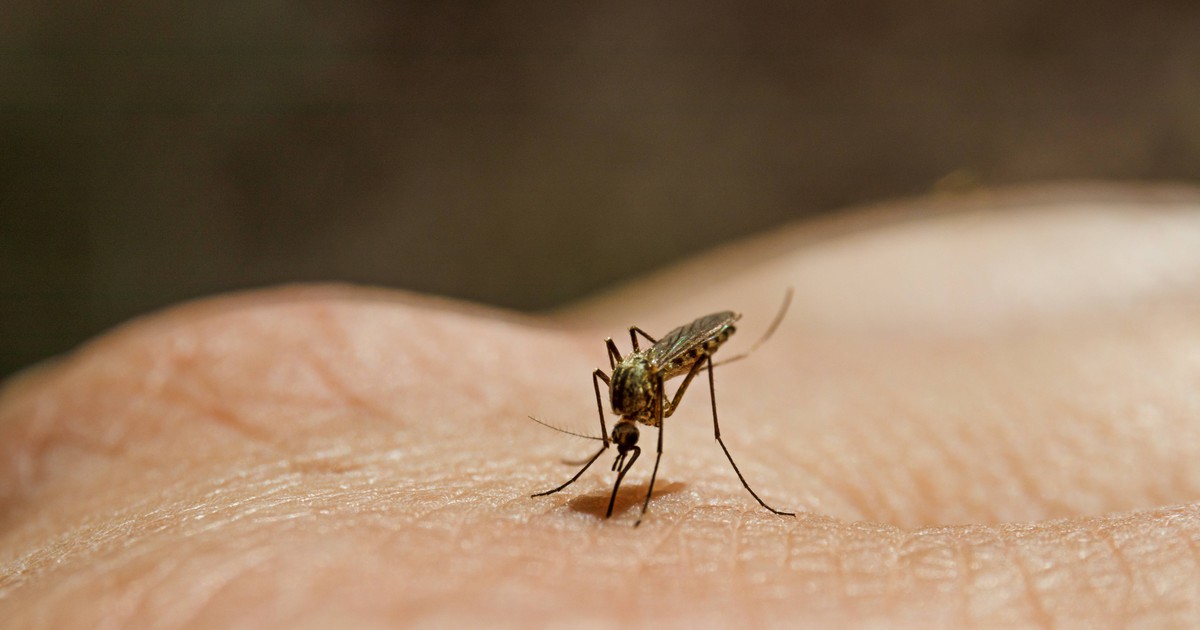Mückenstich: 5 mögliche Gründe, warum du häufiger gestochen wirst