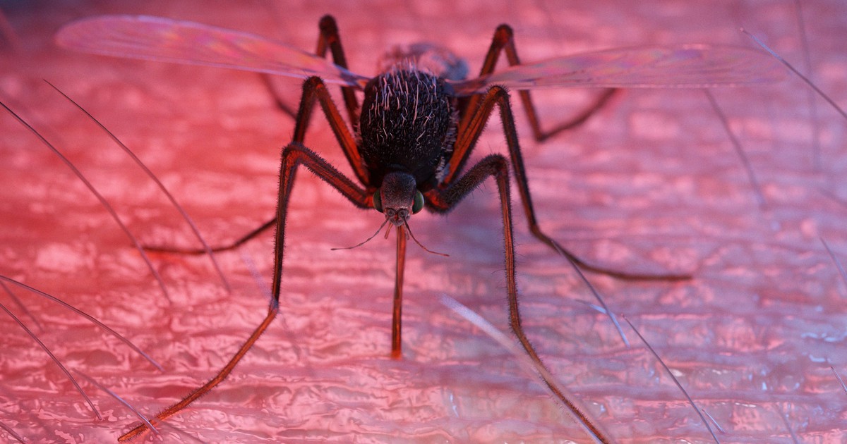 Mückenstich: 5 mögliche Gründe, warum du häufiger gestochen wirst