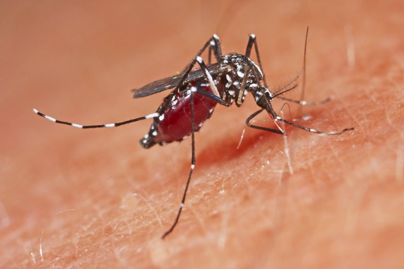 Zu den Aedes aegypti- und Aedes albopictus-Mücken gehört auch die Tigermücke, die sich langsam in Südeuropa ausbreitet.