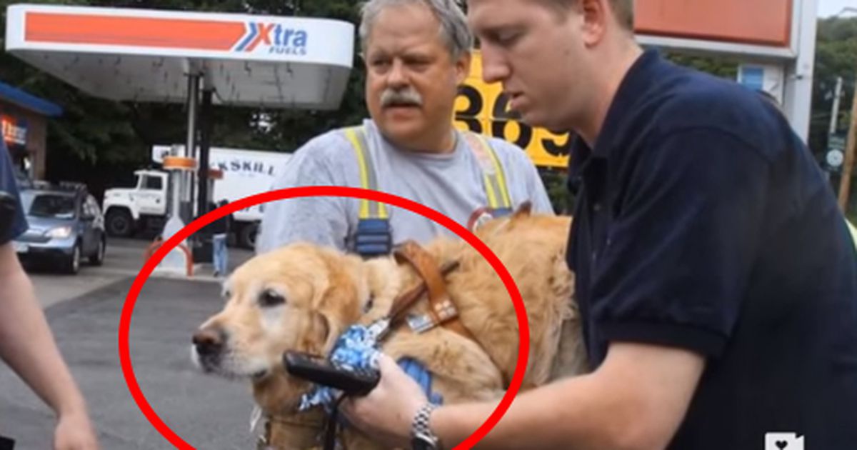 Dieser Hund schmeißt sich vor einen Bus um sein Frauchen zu retten