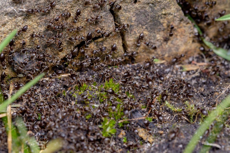 Rätsel: Wie lange braucht es, bis alle Ameisen herunterfallen?