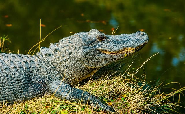 So versucht dieser Mann, einen Alligator loszuwerden