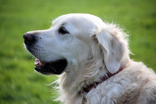 Zwei Hunde waren noch in dem brennenden Haus