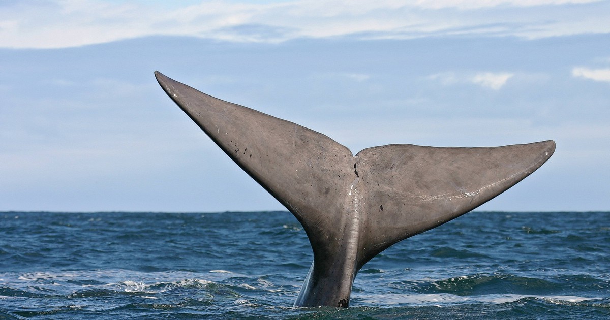 40 Tonnen Wal macht etwas extrem Außergewöhnliches und wird gefilmt