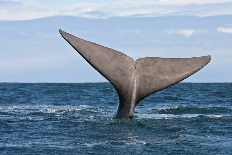 40 Tonnen Wal macht etwas extrem Außergewöhnliches und wird gefilmt
