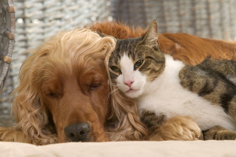 Die Freundschaft zwischen Katze und Hund kann einzigartig sein.