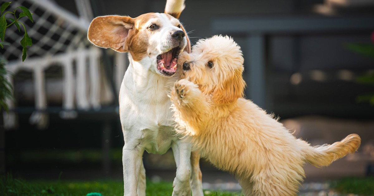 Wer haftet bei Unfall, Schaden & Co. mit Hund?