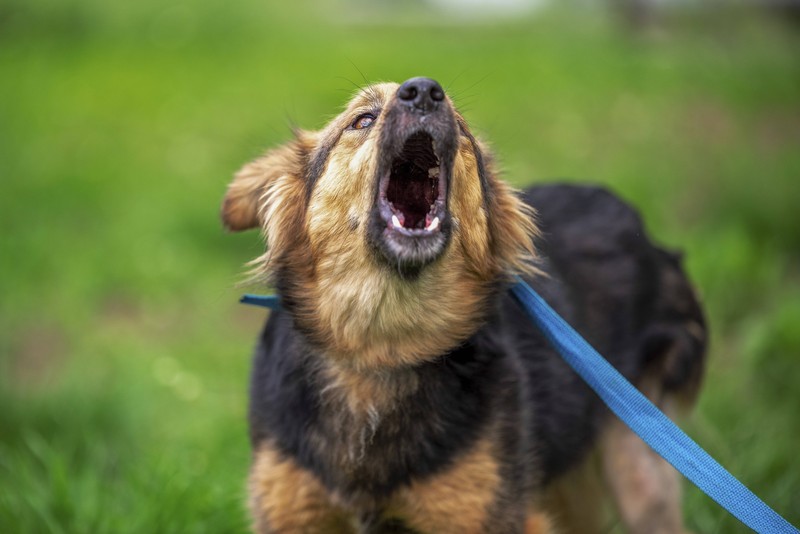 Andere Halter*innen können auch Mitschuld tragen.
