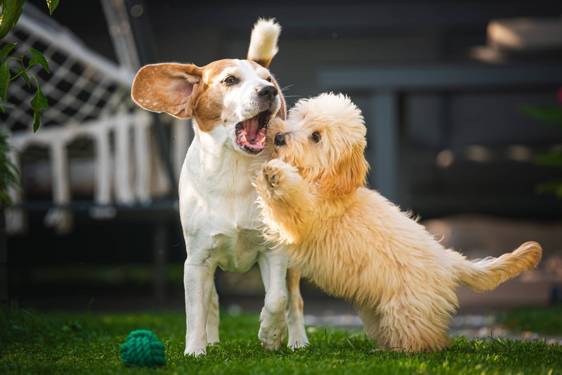 Auch ein anderer Hund kann Mitschuld tragen.