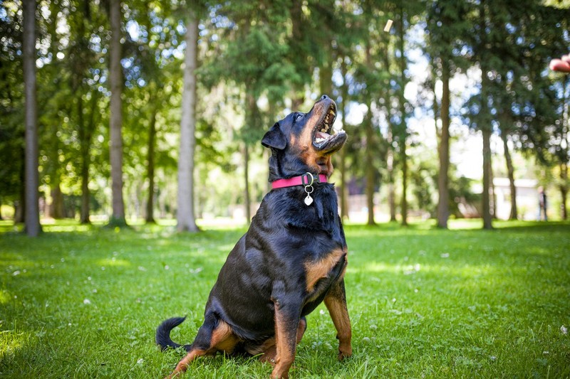 Bei einer Verletzung musst du wahrscheinlich eine höhere Summe Schmerzensgeld bezahlen.