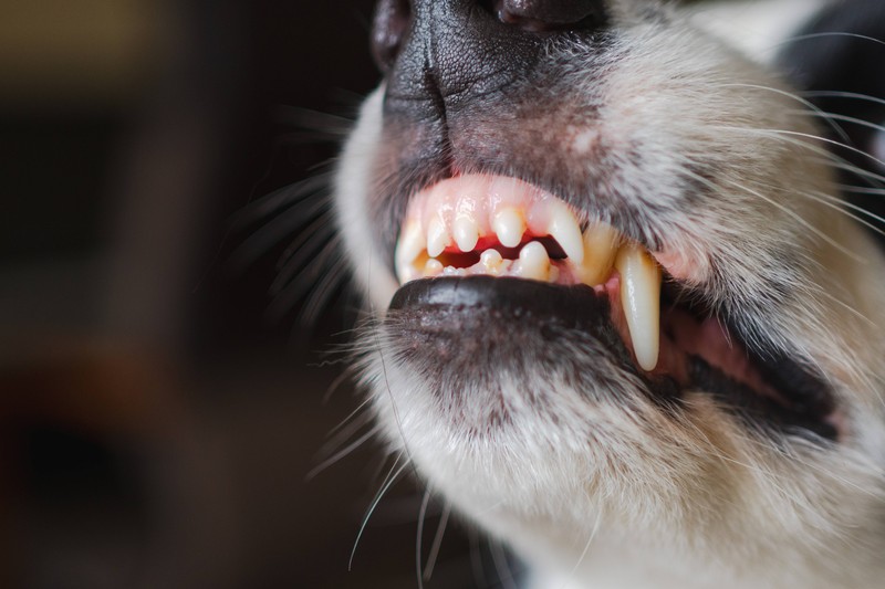 Wenn du dich an deine Aufsichtspflicht hälst, musst du nicht mit strafrechtlichen Folgen rechnen.
