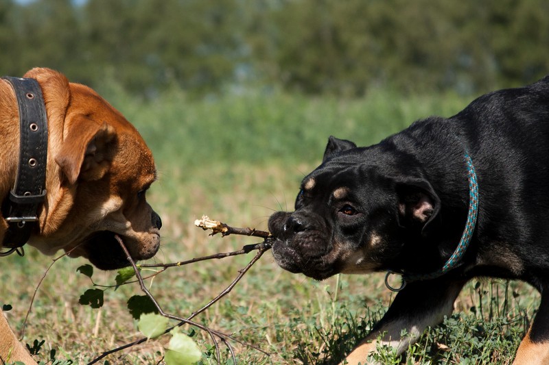 Wie sieht es aus, wenn Hunde sich gegenseitig angreifen?