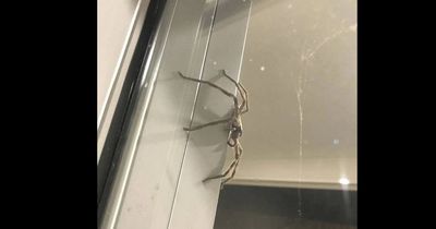 Diese Familie bekam gigantischen achtbeinigen Besuch...