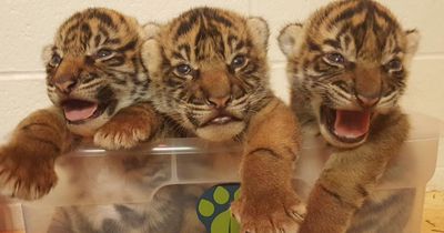 Sibirisches Tiger-Junges wird von Mutter zurückgewiesen, die Zoowärter haben eine riskante Idee