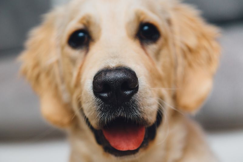 Ein Hund springt plötzlich bellend in die Dusche