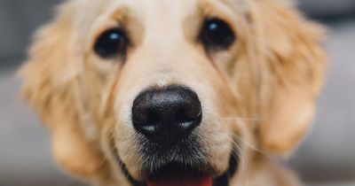 Ein Hund springt plötzlich bellend in die Dusche