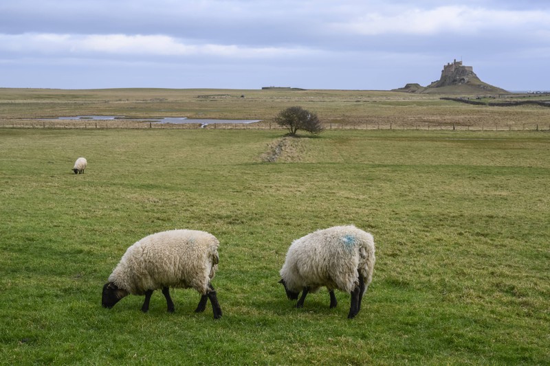 Die Auflösung des Rätsel um zwei Schäfer, deshalb sieht man zwei Schafe